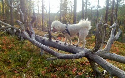 Lemmikin kanssa Lapin lomalle