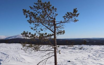 Aikamme epidemian jälkeen – kun kaikki palaa normaaliksi