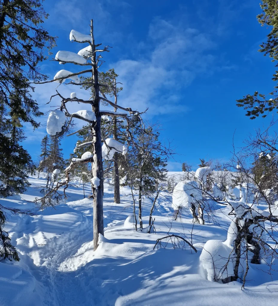 Snowy path leading to the top of Kuertunturi fell on a sunny day.