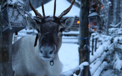 Aktiviteetit Ylläksellä