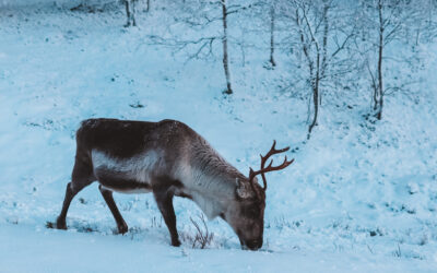 Ylläs activities for kids: Nature adventure