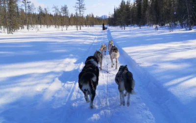 Best Activities for Kids in Ylläs