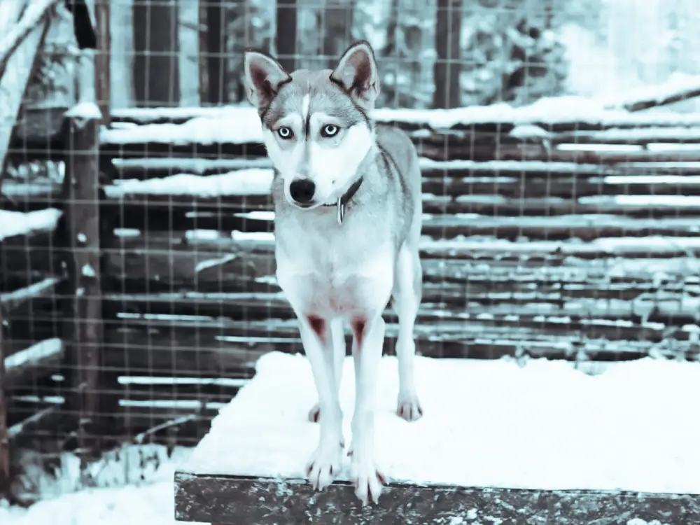 husky Husky dog