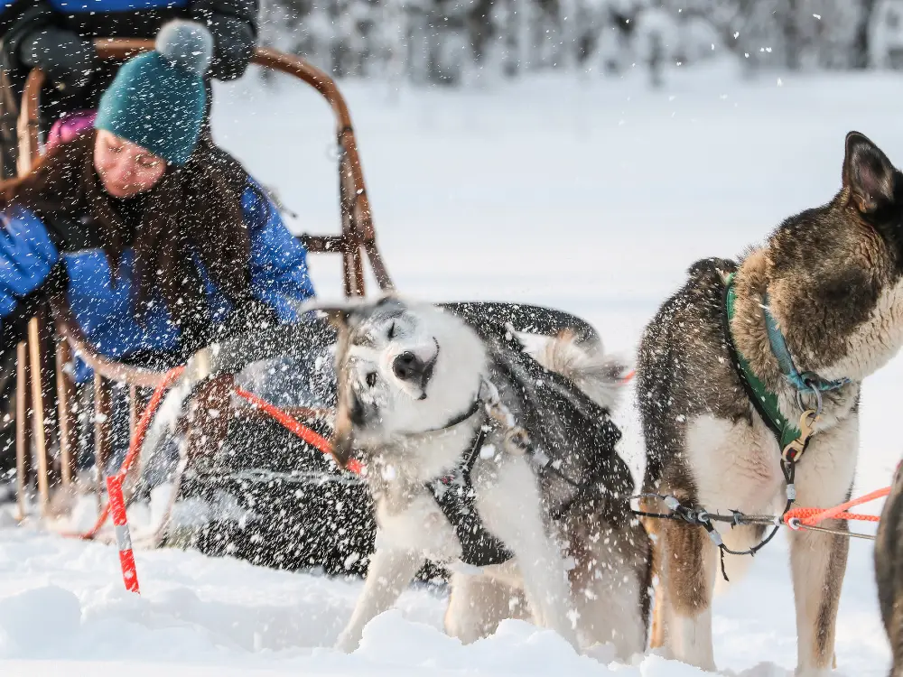 huskysafari A woman in a blue winter jacket and teal hat rides a wooden sled pulled by huskies in a snowy landscape. One husky in the foreground is shaking off snow, creating a spray of snowflakes.