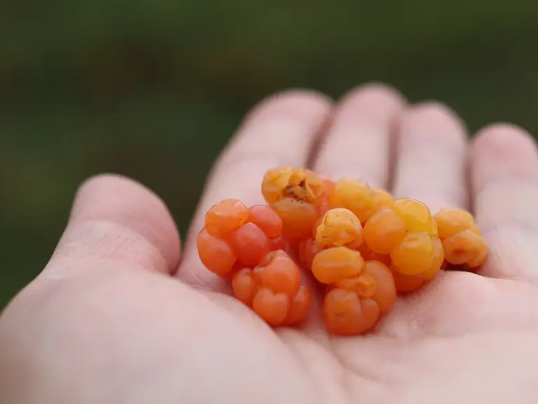lakka A hand holding a small handful of freshly picked cloudberries.
