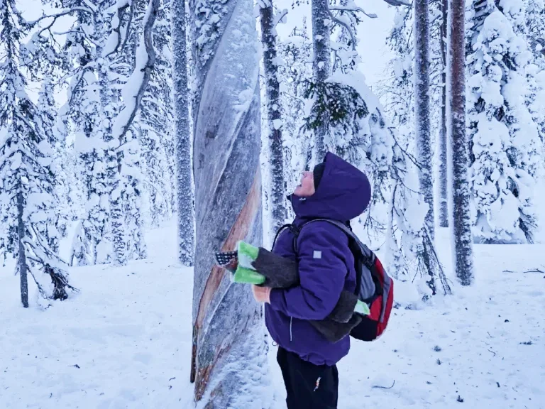 hiking-768x576(1) A woman looks at a weathered pine tree trunk in a snowy forest where the trees are covered in snow.