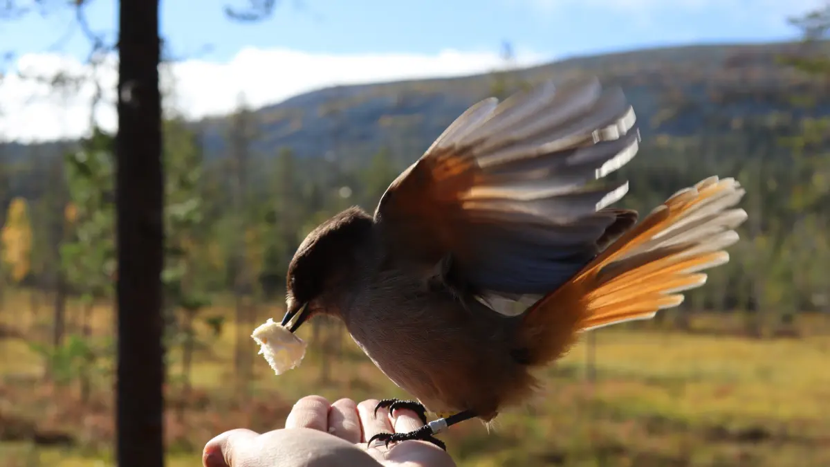 Siberian jay (Kuukkeli) feeding from a hand along a summer hiking trail in Äkäslompolo, Lapland