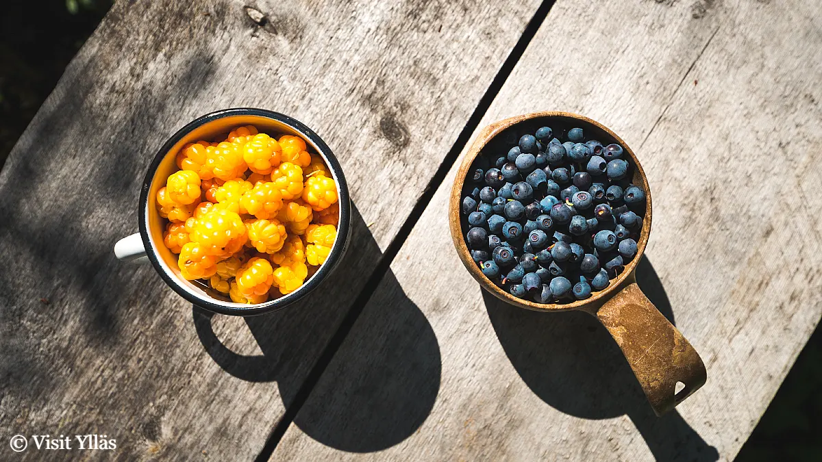 Cloudberries and blueberries picked in Lapland during a peaceful slow summer day in Ylläs