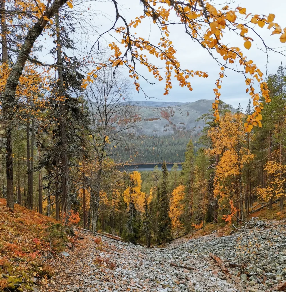 Autumn landscape in Pirunkuru, Ylläs, Finland, with colorful fall foliage, forest and fell views.